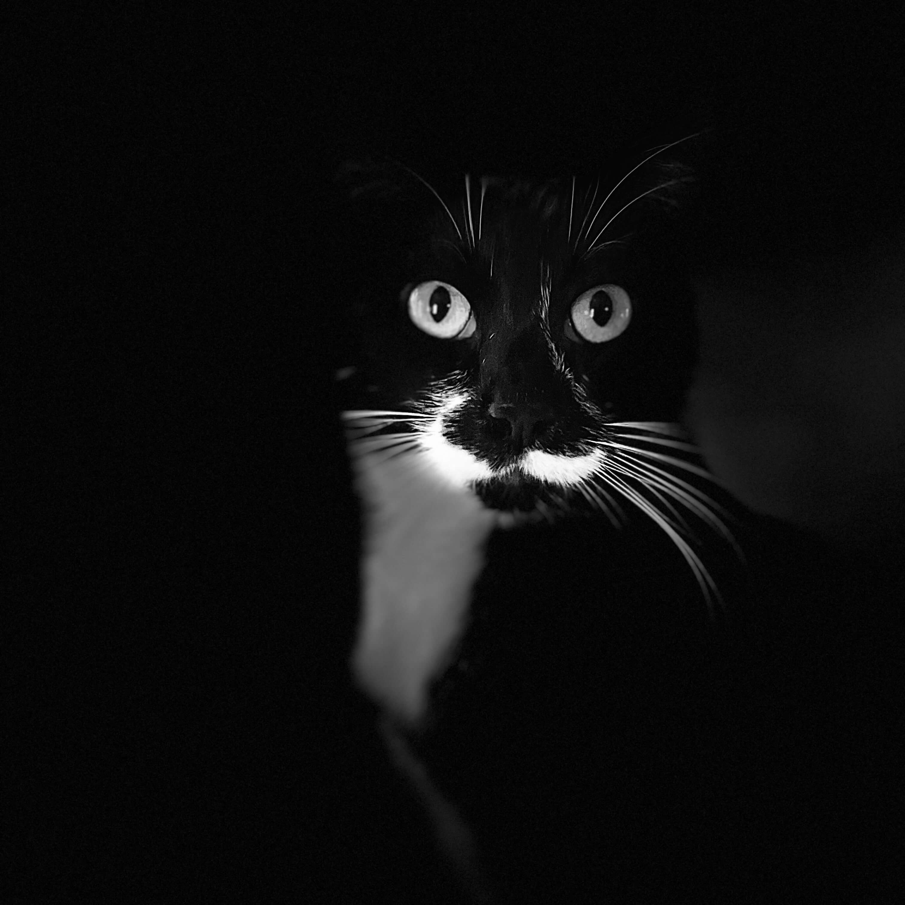 Portrait of a tuxedo cat in low light